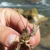 Crawdad