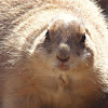 Prairie Dog