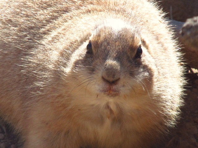 Prairie Dog