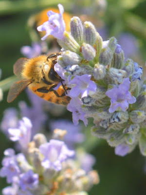 Impollinando di scordalex