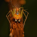 Common Garden Lynx