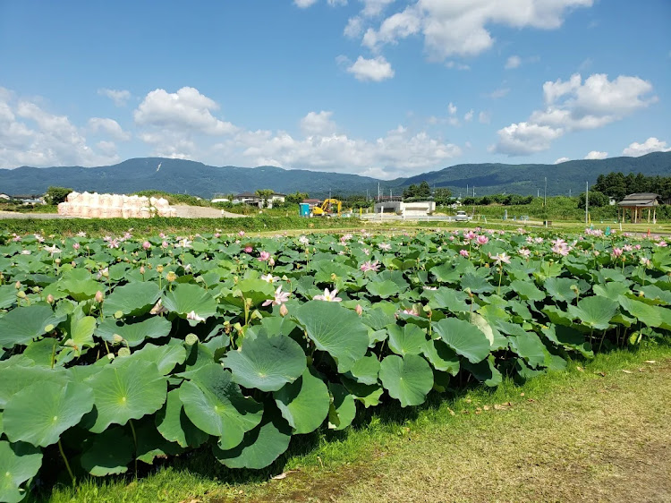 スイフトスポーツのあつかし千年公園・中尊寺蓮・国見町に関するカスタム事例の投稿画像7枚目