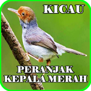 Kicau Prenjak Kepala Merah Mp3  Icon