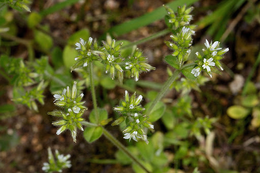 Cerastium glomeratum