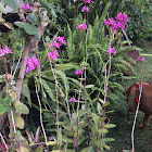 Reed stem orchid