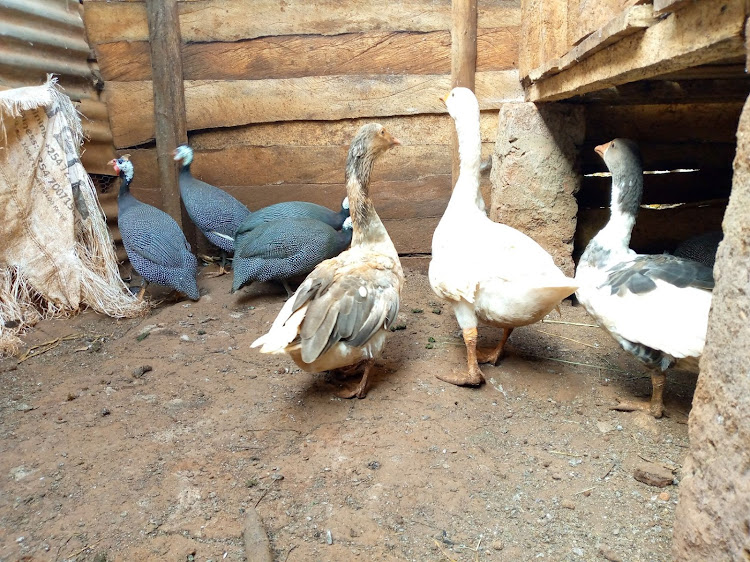 Guinea fowls and Geese at Zackary Gitonga's farm in Embu.