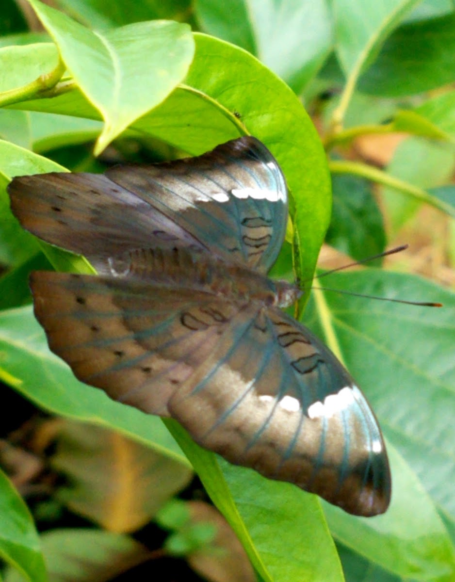 Common/Dakhan Baron (female)