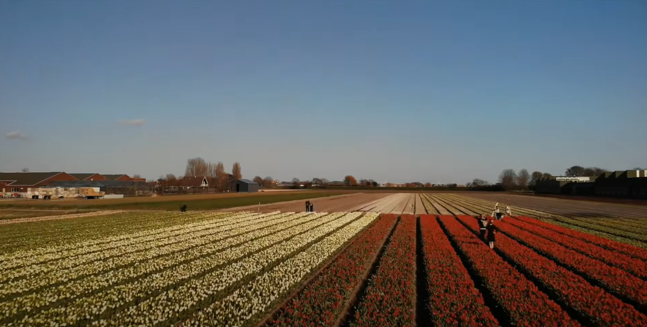 A colorful field of tulips featuring various hues