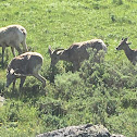 Bighorn Sheep