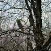 long eared owl