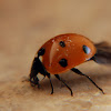 Seven-spot Ladybird