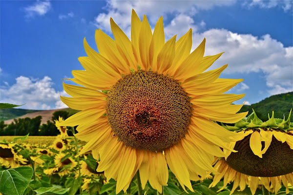 Il Sole di Giugno di giuseppedangelo