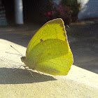 Orange Emigrant