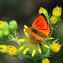 Scarce Copper; Manto de Oro