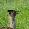 Kori Bustard