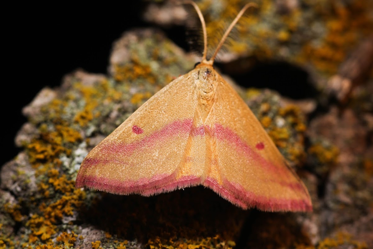 Chickweed Geometer Moth - 7146