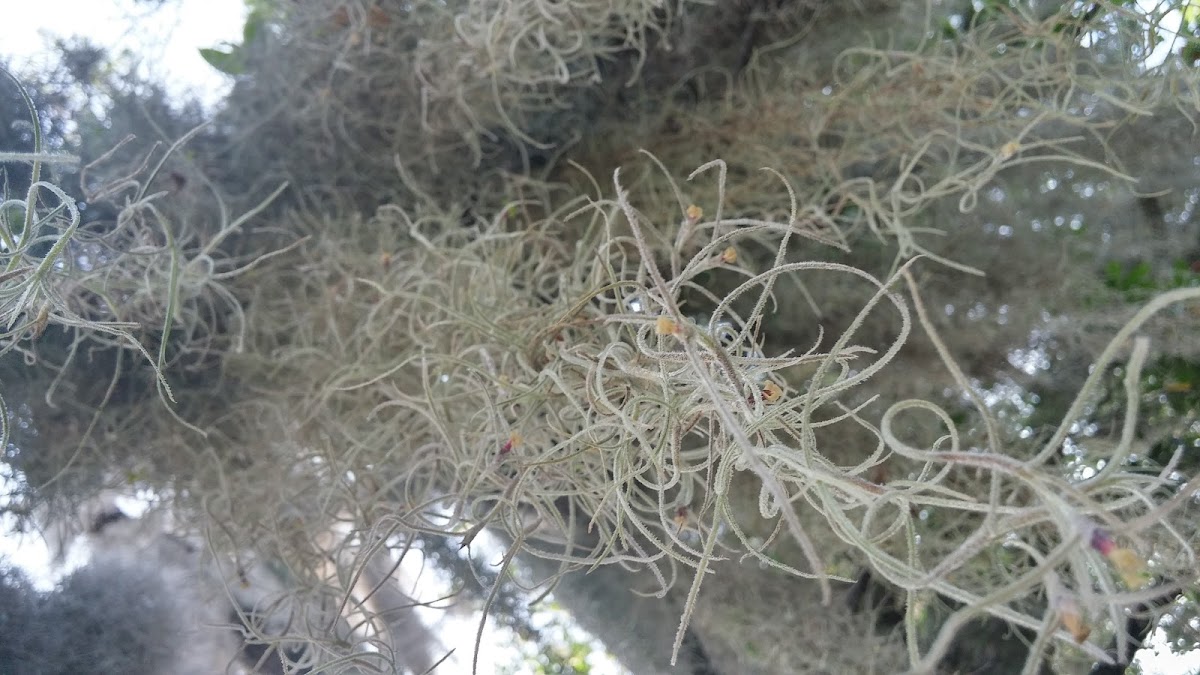 Spanish Moss