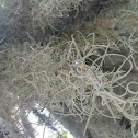 Spanish Moss