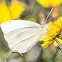 Small White