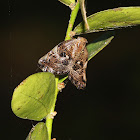 Ricaniid Planthopper