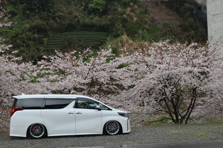 アルファードの桜とコラボ・ひとり撮影会に関するカスタム事例の投稿画像4枚目