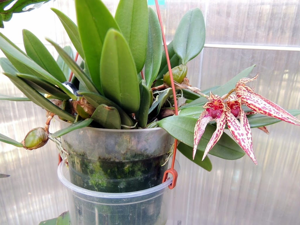 Bulbophyllum mais lequel? OoD_lyBMctmvTmRP1jKaXYzte0kQfyU_FfbaHpNKNRdqBjFt64VknTeYbWQz6ErrWBHrNtwVHscTow=w1366-h768-no