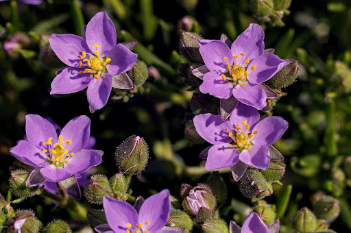 Spergularia rupicola