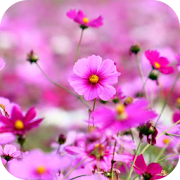 Wild Flowers Wallpapers 1.1 Icon