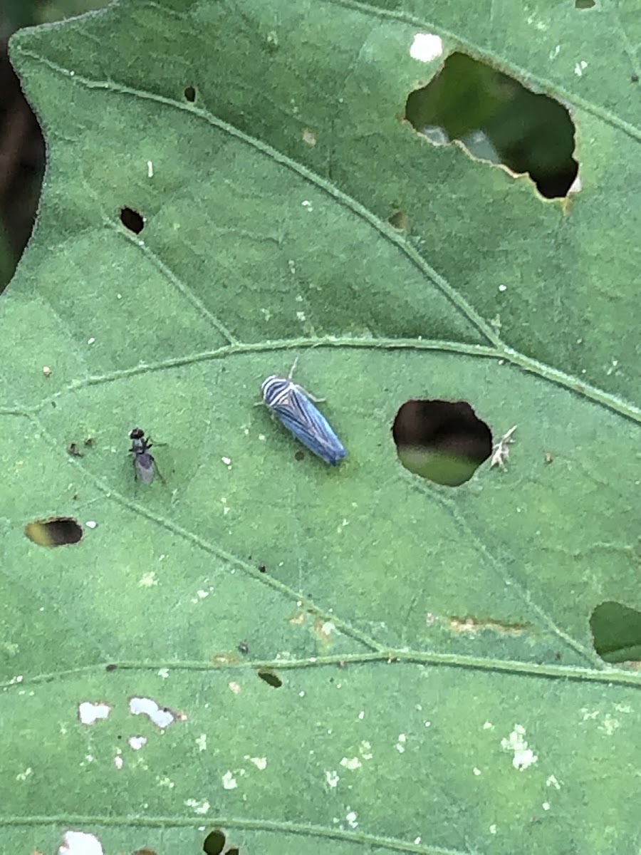 Leafhopper