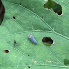 Leafhopper