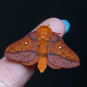 Spiny Oakworm Moth