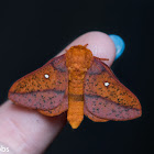 Spiny Oakworm Moth