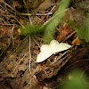 Geometer Moth