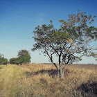 Black locust