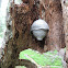 Aerial Yellowjacket Wasp Nest