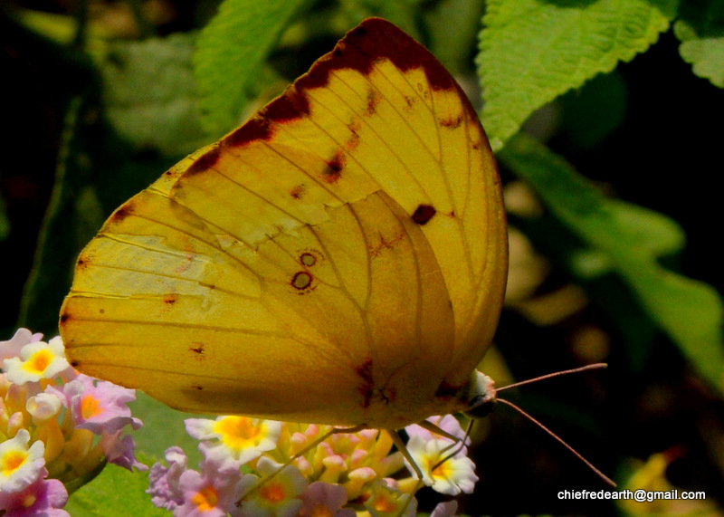 African Emigrant