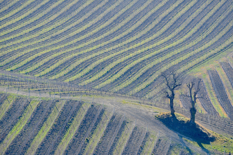 diagonali agricole di s_ornella