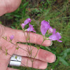 Purple False Foxglove