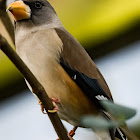 Yellow-billed Grosbeak