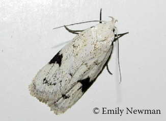 Black-marked Inga Moth