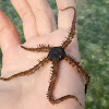 Brittlestar