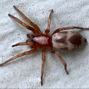 Ground Spider