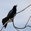 Great Tailed Grackle