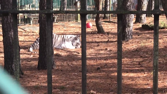 Zoo Exploration(圖2)-速報App