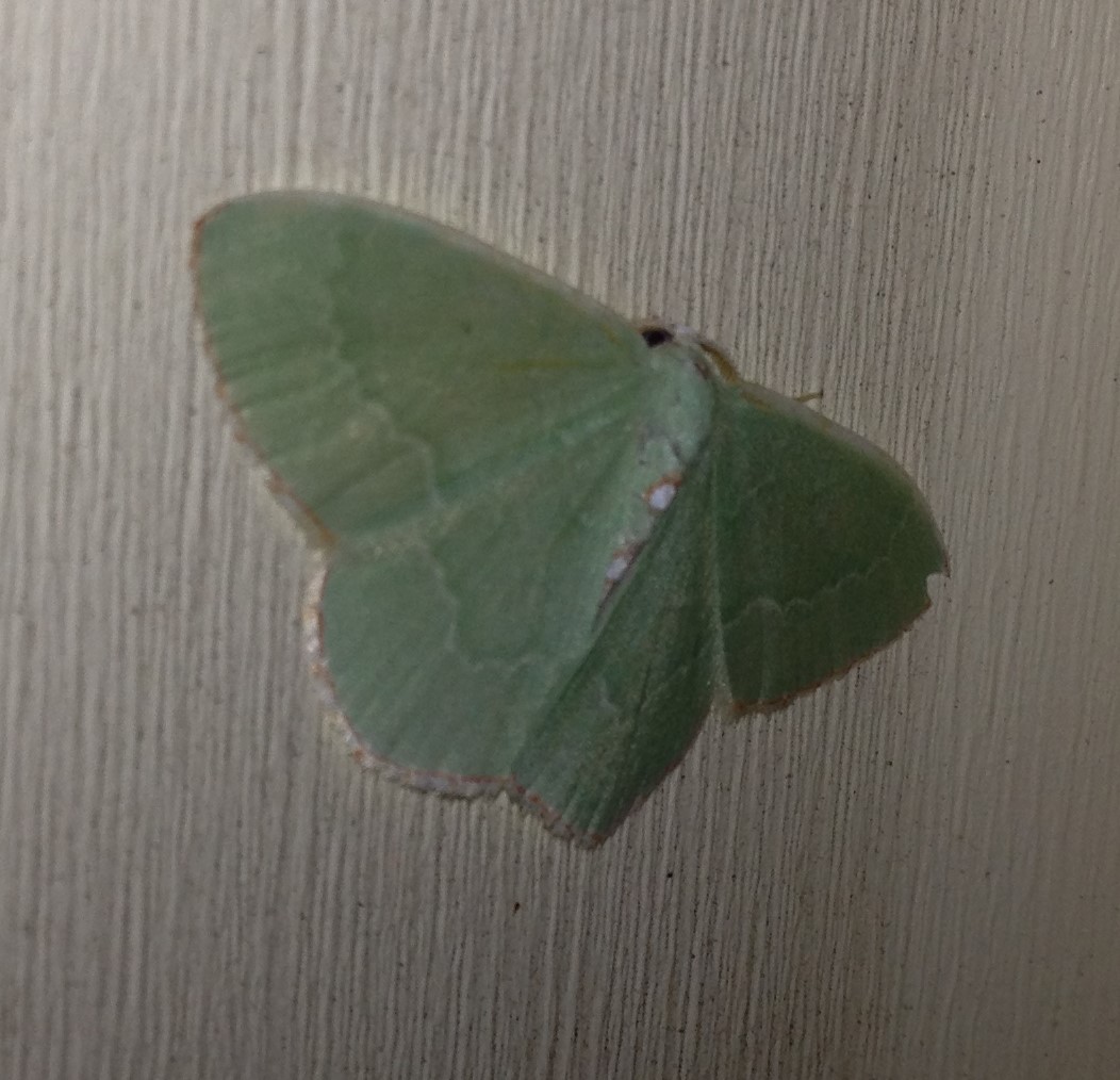 Emerald Moth