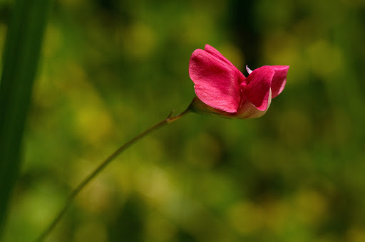 Lathyrus nissolia