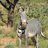 Zebra  -  Grevy's Zebra, Swahili:Punda milia kubwa