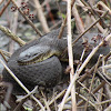 Northern Water Snake