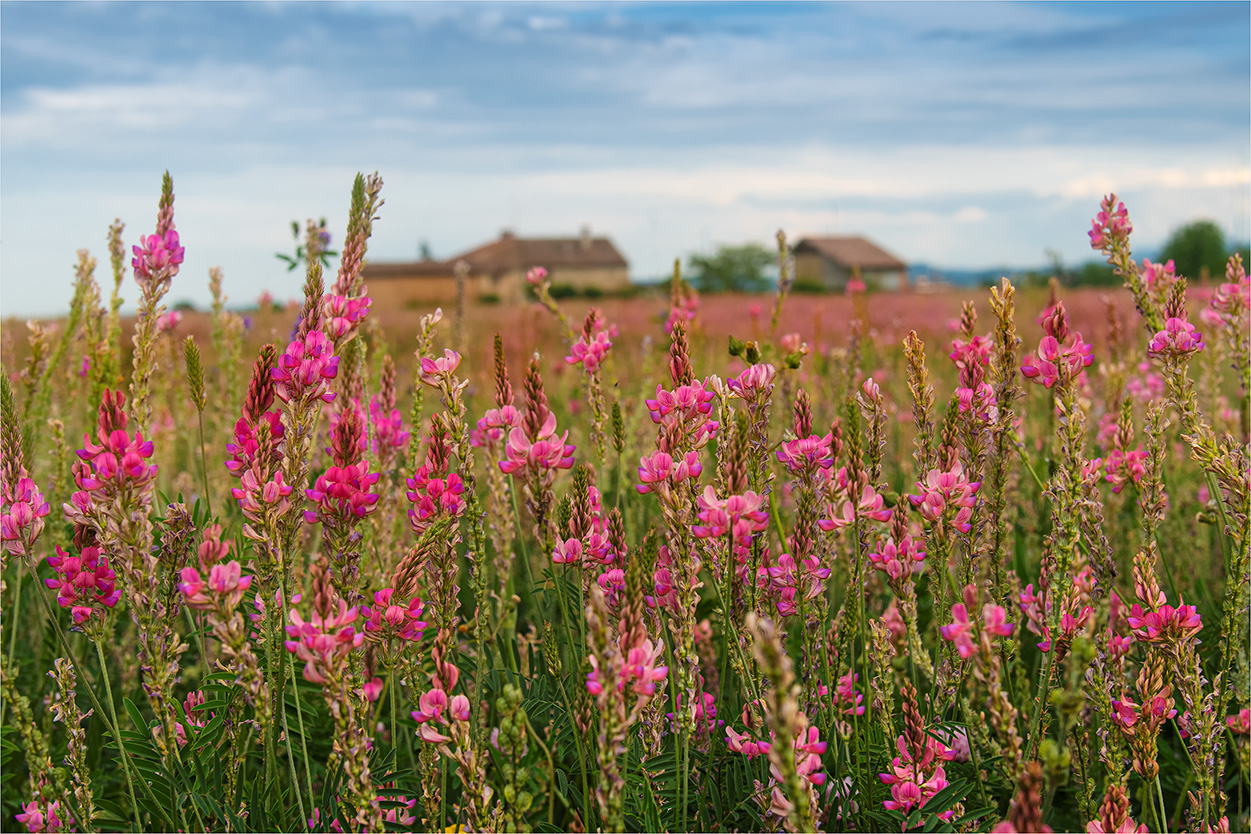 tra i campi in fiore di francescafiorani