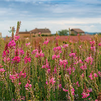 tra i campi in fiore di 